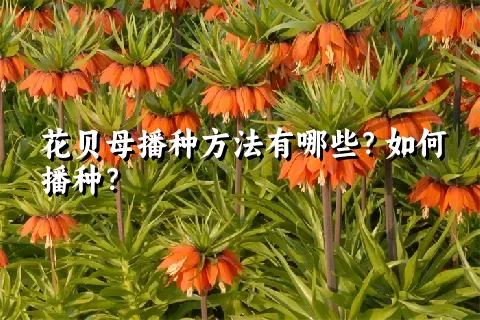 花贝母播种方法有哪些？如何播种？