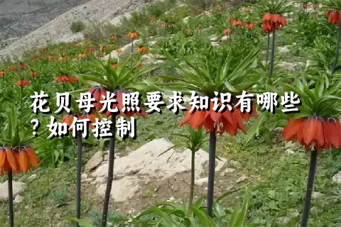 花贝母光照要求知识有哪些？如何控制