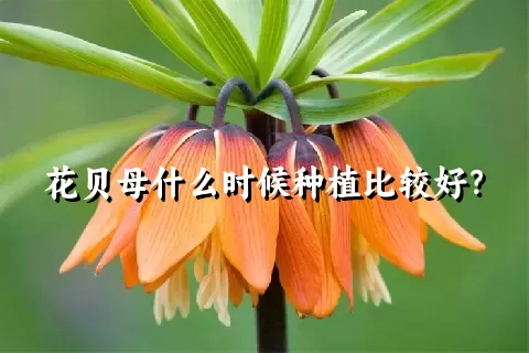 花贝母什么时候种植比较好？