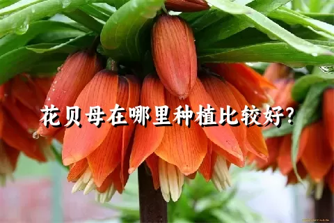 花贝母在哪里种植比较好？