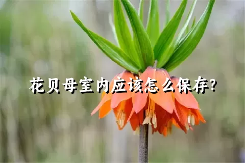 花贝母室内应该怎么保存？