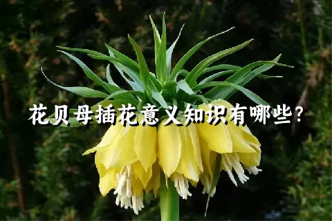 花贝母插花意义知识有哪些？