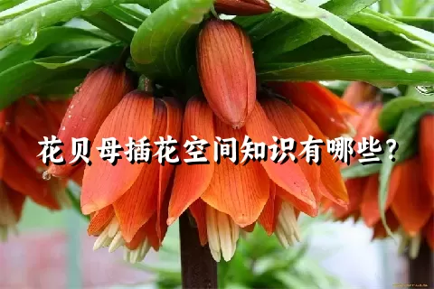 花贝母插花空间知识有哪些？