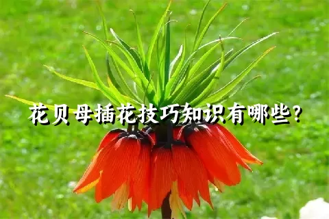 花贝母插花技巧知识有哪些？