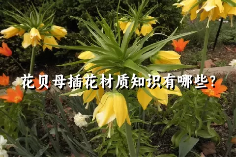 花贝母插花材质知识有哪些？