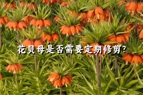 花贝母是否需要定期修剪？