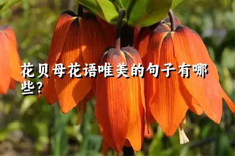 花贝母花语唯美的句子有哪些？