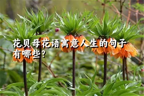 花贝母花语寓意人生的句子有哪些？