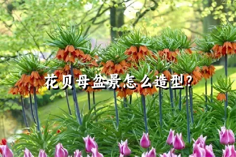 花贝母盆景怎么造型？