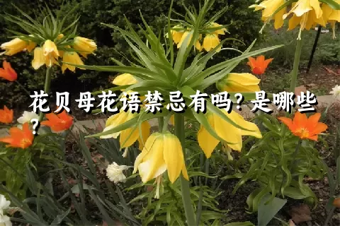 花贝母花语禁忌有吗？是哪些？