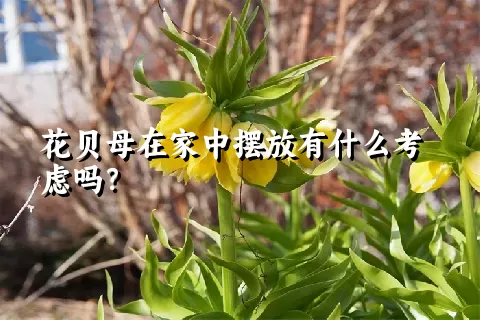 花贝母在家中摆放有什么考虑吗？