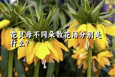 花贝母不同朵数花语分别是什么？