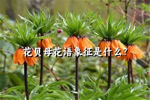 花贝母花语象征是什么？