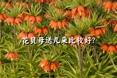 花贝母送几朵比较好？