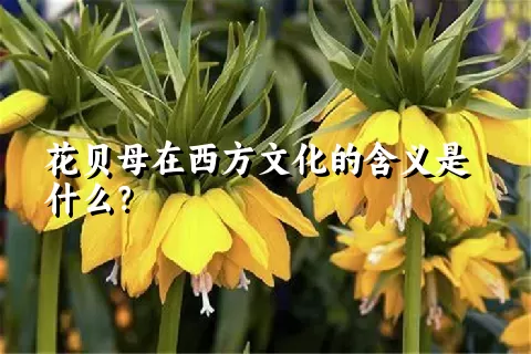 花贝母在西方文化的含义是什么？