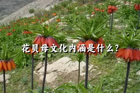 花贝母文化内涵是什么？