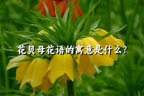 花贝母花语的寓意是什么？