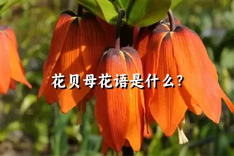 花贝母花语是什么？