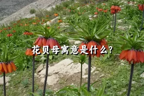 花贝母寓意是什么？