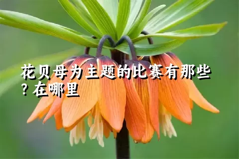 花贝母为主题的比赛有那些？在哪里