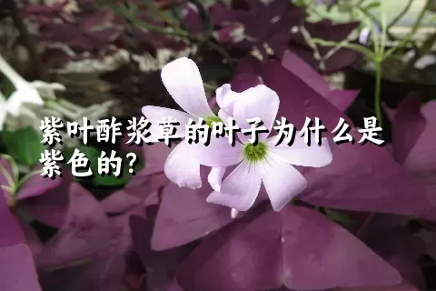 紫叶酢浆草的叶子为什么是紫色的？