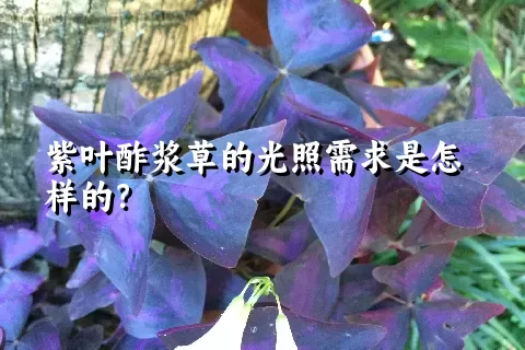 紫叶酢浆草的光照需求是怎样的？