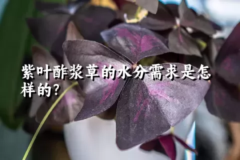 紫叶酢浆草的水分需求是怎样的？