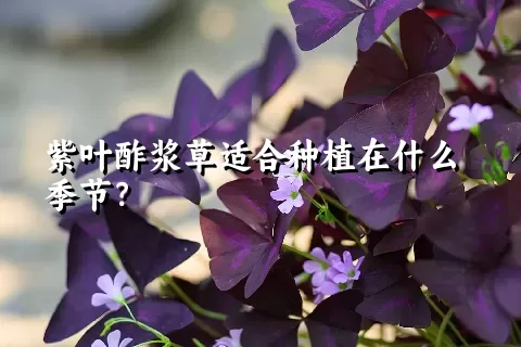 紫叶酢浆草适合种植在什么季节？