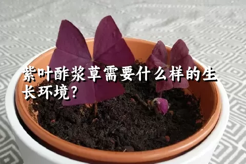 紫叶酢浆草需要什么样的生长环境？