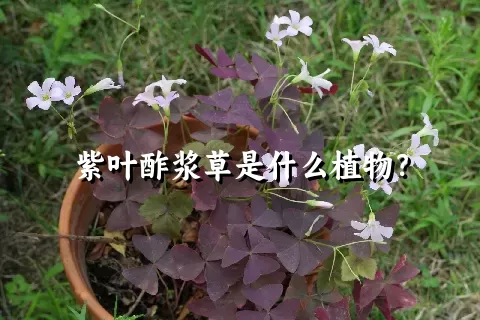 紫叶酢浆草是什么植物？