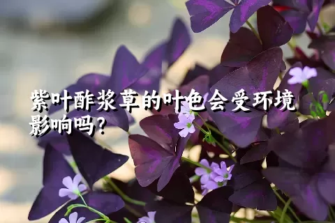 紫叶酢浆草的叶色会受环境影响吗？