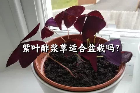 紫叶酢浆草适合盆栽吗？