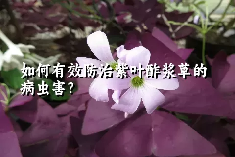 如何有效防治紫叶酢浆草的病虫害？