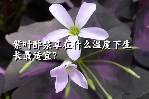 紫叶酢浆草在什么温度下生长最适宜？