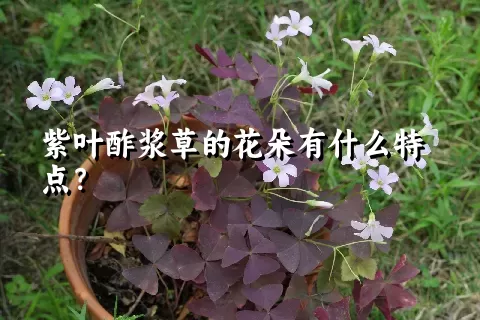 紫叶酢浆草的花朵有什么特点？