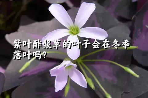 紫叶酢浆草的叶子会在冬季落叶吗？