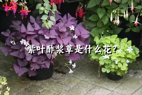 紫叶酢浆草是什么花？