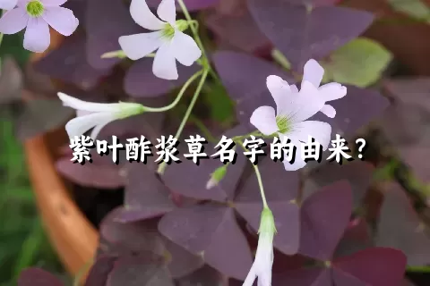 紫叶酢浆草名字的由来？