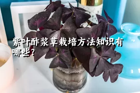 紫叶酢浆草栽培方法知识有哪些？