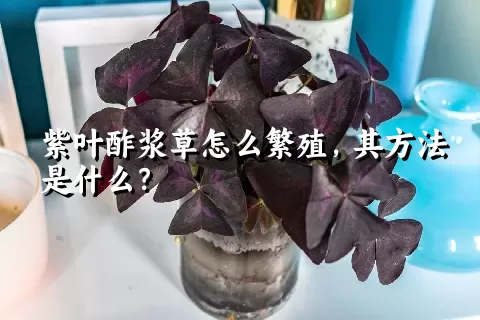 紫叶酢浆草怎么繁殖，其方法是什么？