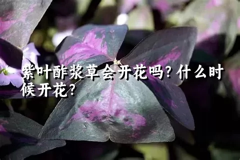 紫叶酢浆草会开花吗？什么时候开花？