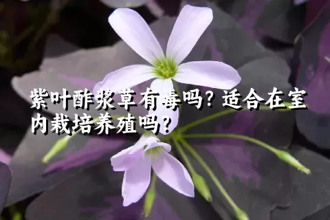 紫叶酢浆草有毒吗？适合在室内栽培养殖吗？