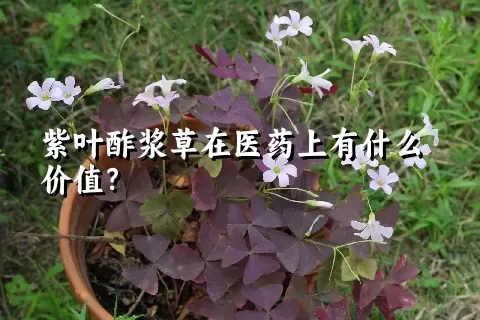 紫叶酢浆草在医药上有什么价值？