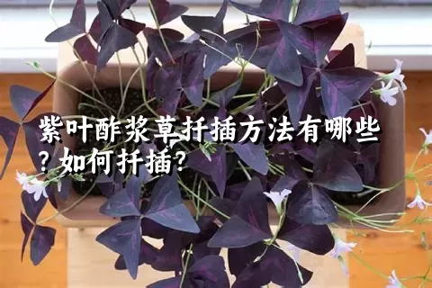 紫叶酢浆草扦插方法有哪些？如何扦插？