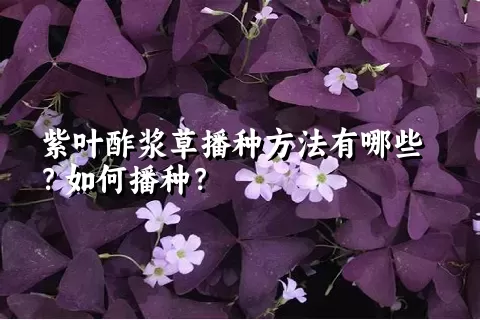 紫叶酢浆草播种方法有哪些？如何播种？