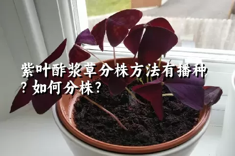 紫叶酢浆草分株方法有播种？如何分株？