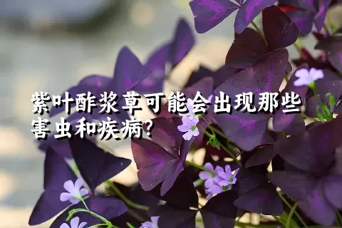 紫叶酢浆草可能会出现那些害虫和疾病？