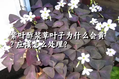 紫叶酢浆草叶子为什么会黄？应该怎么处理？