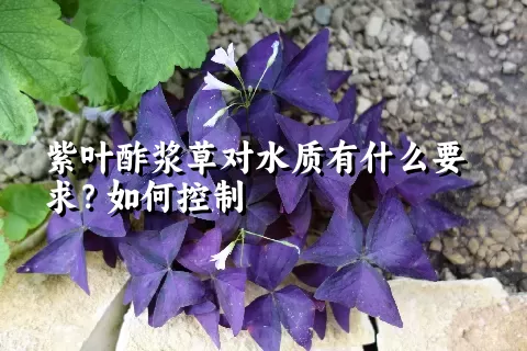 紫叶酢浆草对水质有什么要求？如何控制