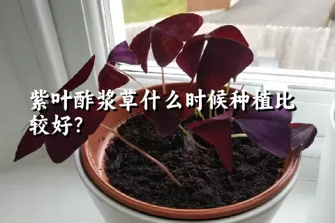 紫叶酢浆草什么时候种植比较好？